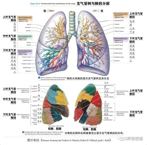 胸部位置|肺部